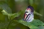 Piano key or Postman butterfly. Art Print